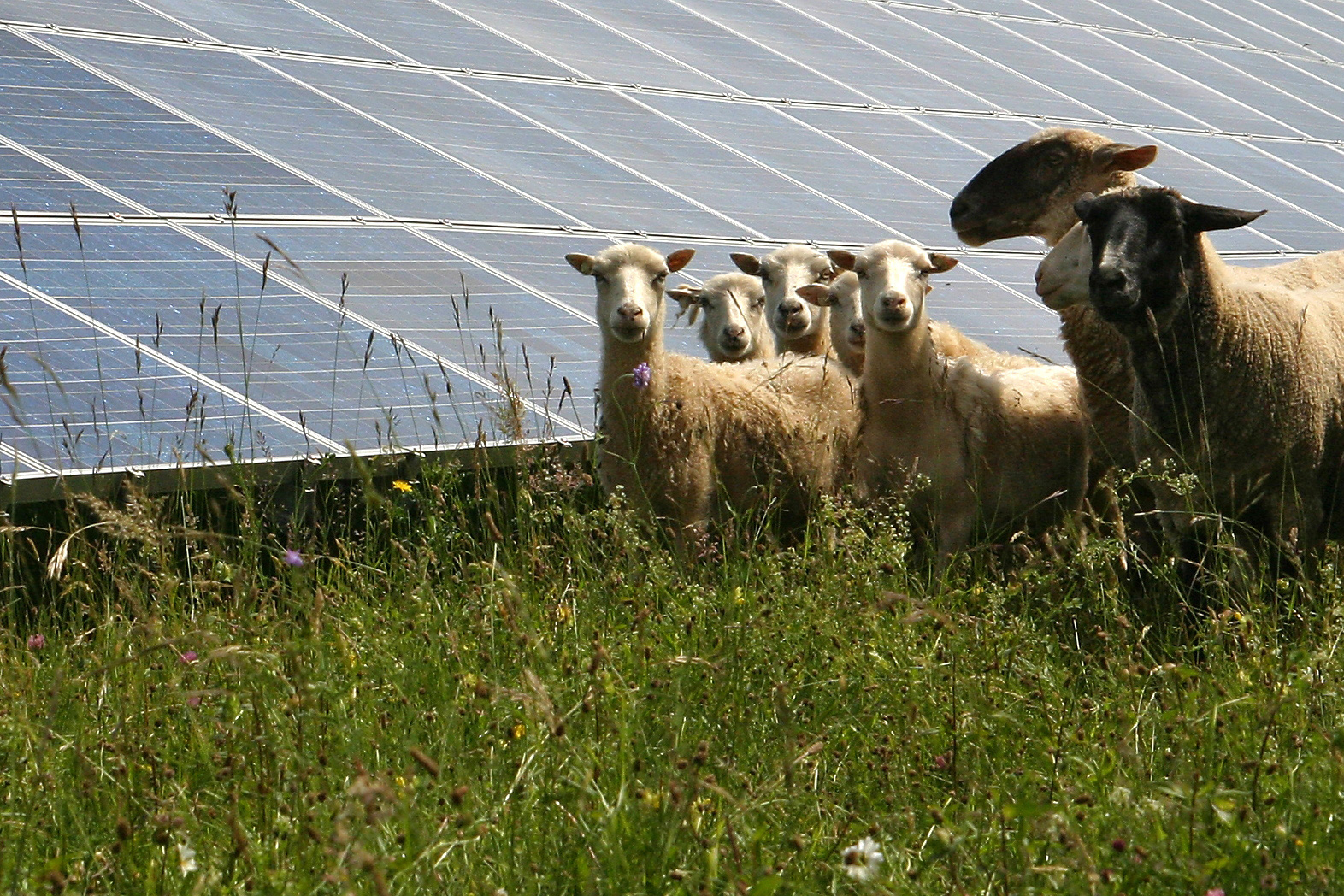 Sheep grazig on a solar farm in the UK